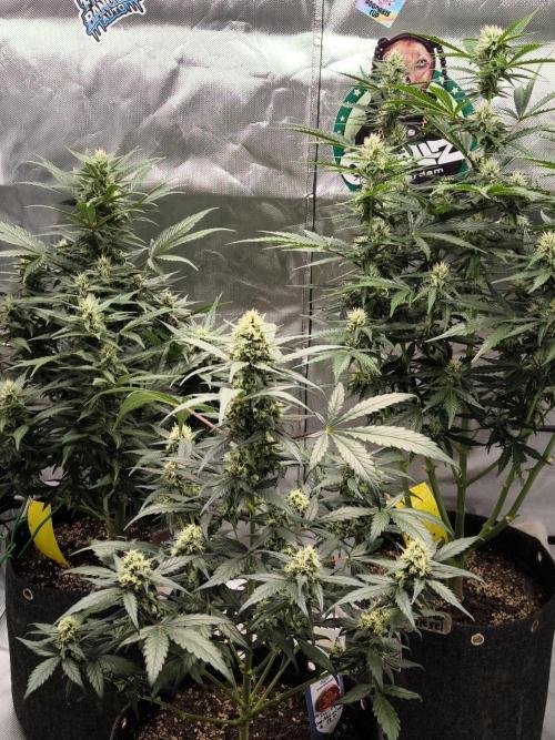 DognabisCup #18 .A. Week 9