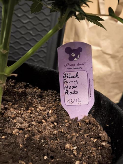 Blackberry MoonRocks 12/12. Week 10