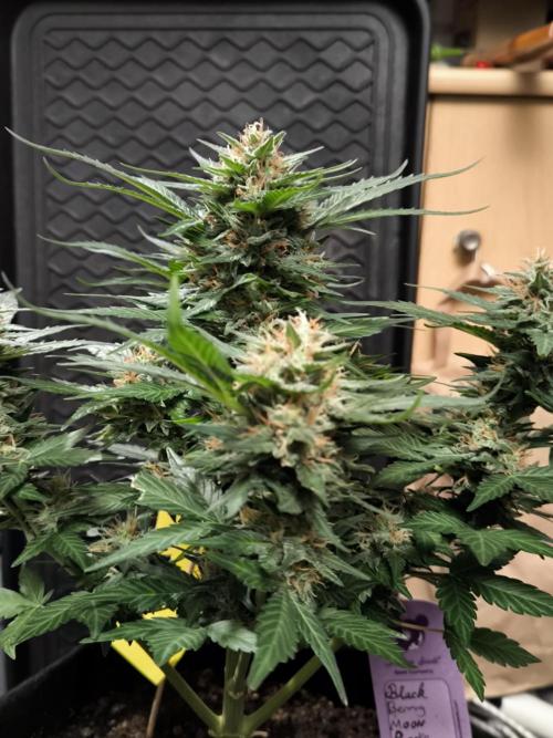 Blackberry MoonRocks 12/12. Week 10