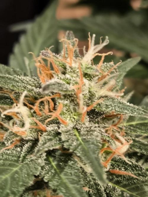 Blackberry MoonRocks 12/12. Week 10