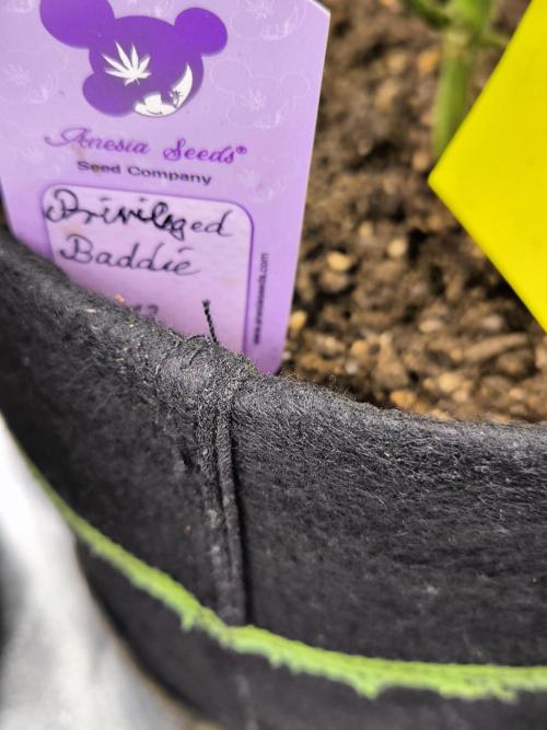 Privileged Baddie 12/12. Week 10