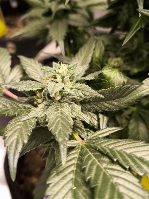 Privileged Baddie 12/12. Week 10