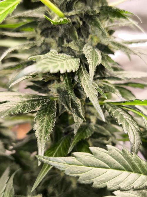 Privileged Baddie 12/12. Week 10