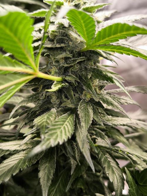 Privileged Baddie 12/12. Week 10