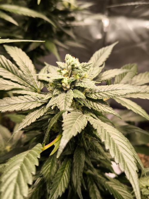 Privileged Baddie 12/12. Week 10