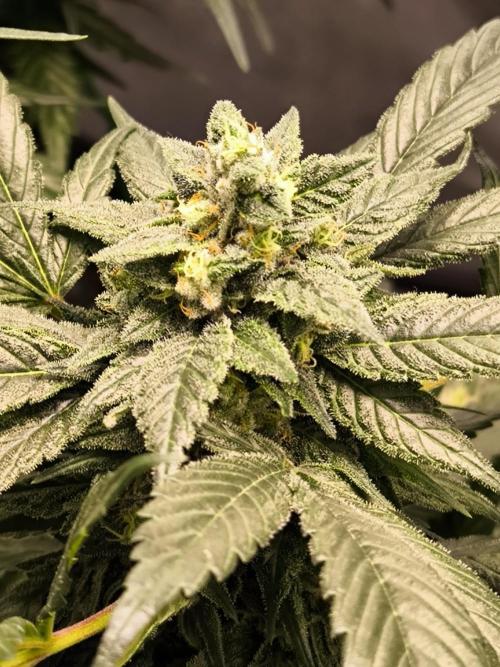 Privileged Baddie 12/12. Week 10