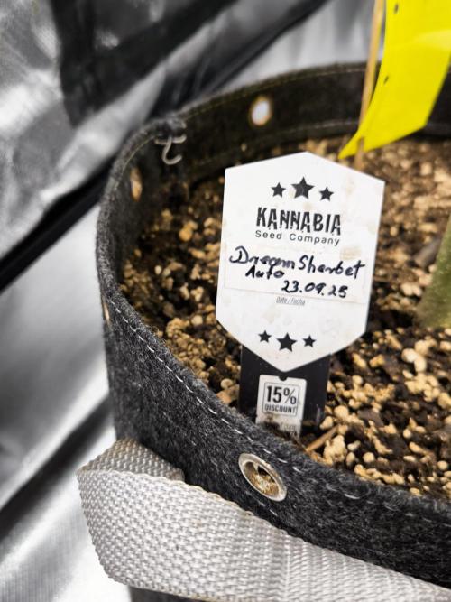 Dream Sherbet Auto. Week 7