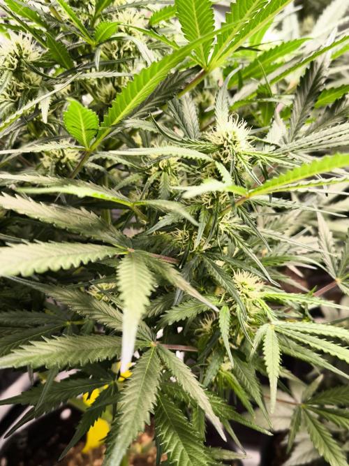 Dream Sherbet Auto. Week 7