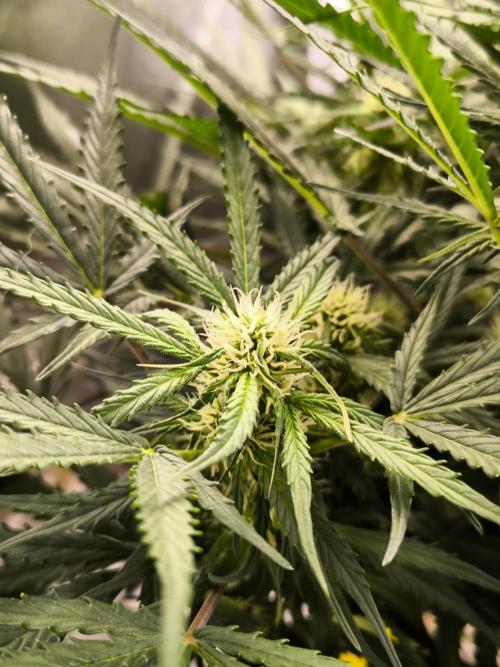 Dream Sherbet Auto. Week 7