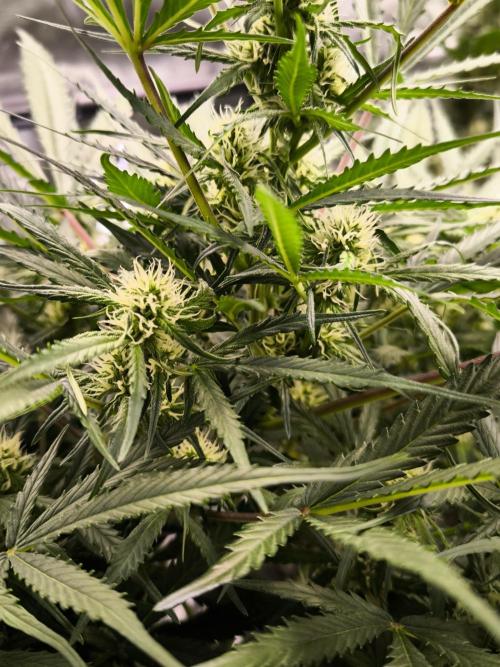 Dream Sherbet Auto. Week 7