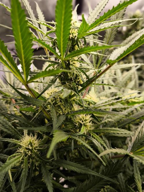 Dream Sherbet Auto. Week 7