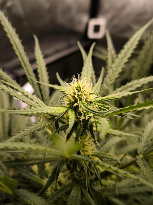 Dream Sherbet Auto. Week 7