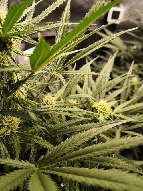 Dream Sherbet Auto. Week 7