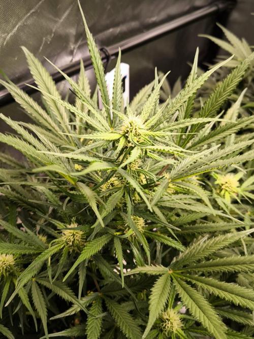 Dream Sherbet Auto. Week 7