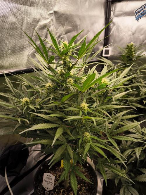 Dream Sherbet Auto. Week 7