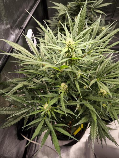 Dream Sherbet Auto. Week 7