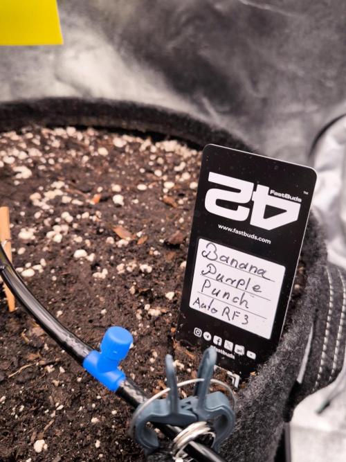 Fast Buds Banana Purple Punch RF3. Week 0