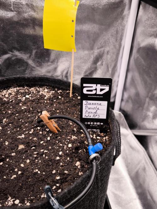 Fast Buds Banana Purple Punch RF3. Week 0