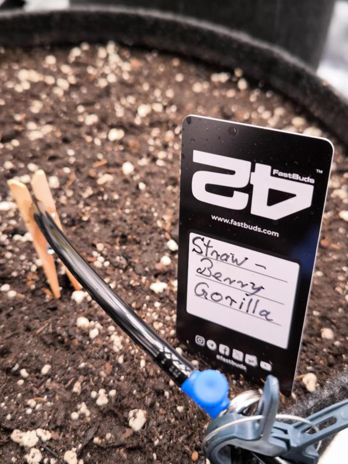 Fast Buds Strawberry Gorilla 🦍. Week 0