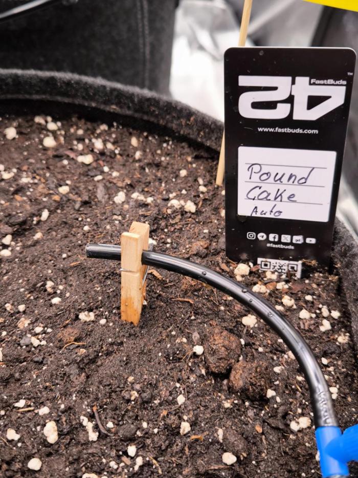 Fast Buds Pound Cake . Week 0