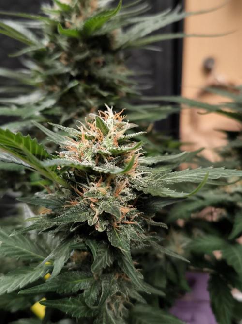 Blackberry MoonRocks 12/12. Week 11