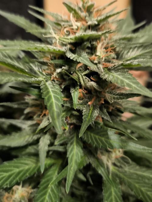 Blackberry MoonRocks 12/12. Week 11