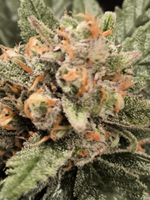 Fast Buds Z-UP Auto. Week 12