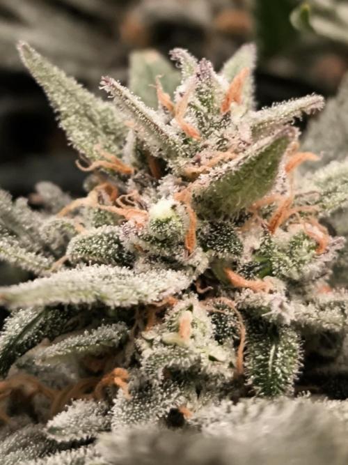 Fast Buds Z-UP Auto. Week 12