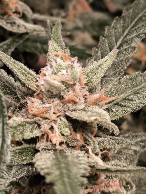 Fast Buds Z-UP Auto. Week 12