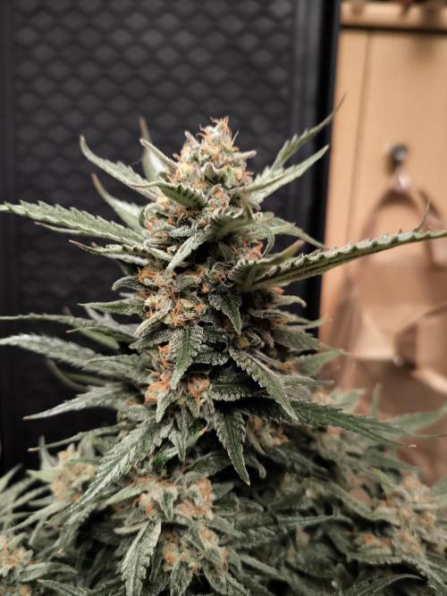 Fast Buds Z-UP Auto. Week 12