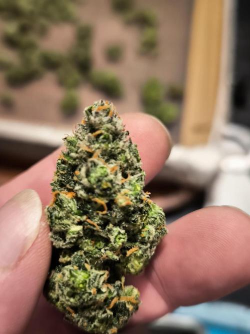 Fast Buds Z-UP Auto. Week 12