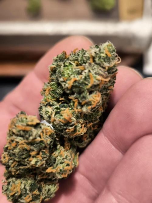 Fast Buds Z-UP Auto. Week 12