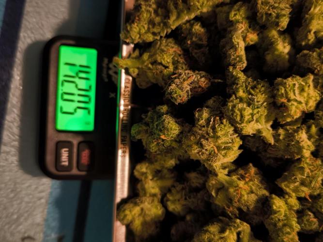 Fast Buds Z-UP Auto. Week 12