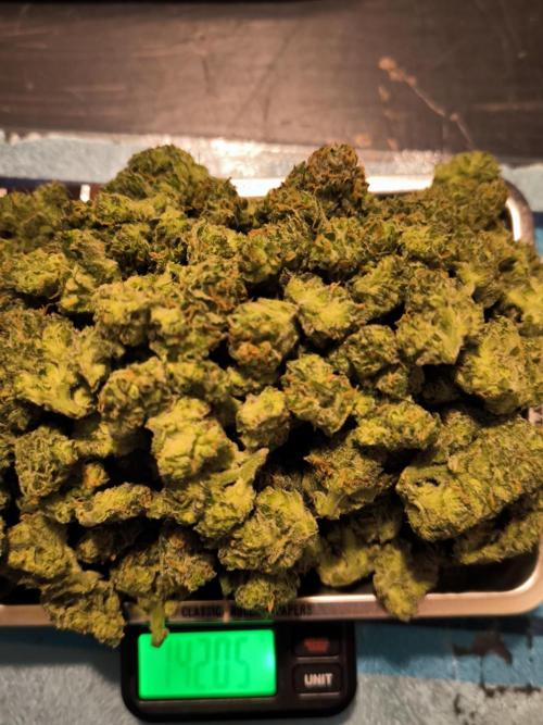 Fast Buds Z-UP Auto. Week 12