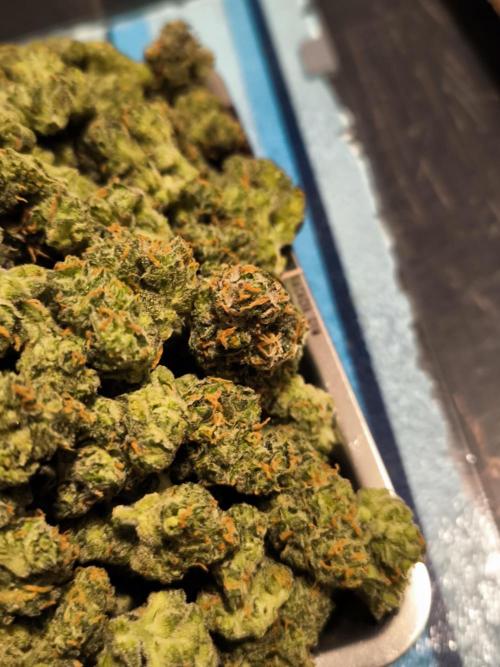 Fast Buds Z-UP Auto. Week 12