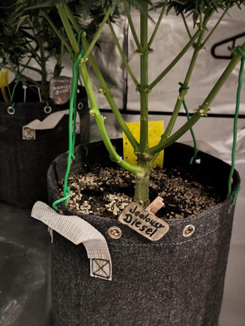 DognabisCup #18 .A. Week 10