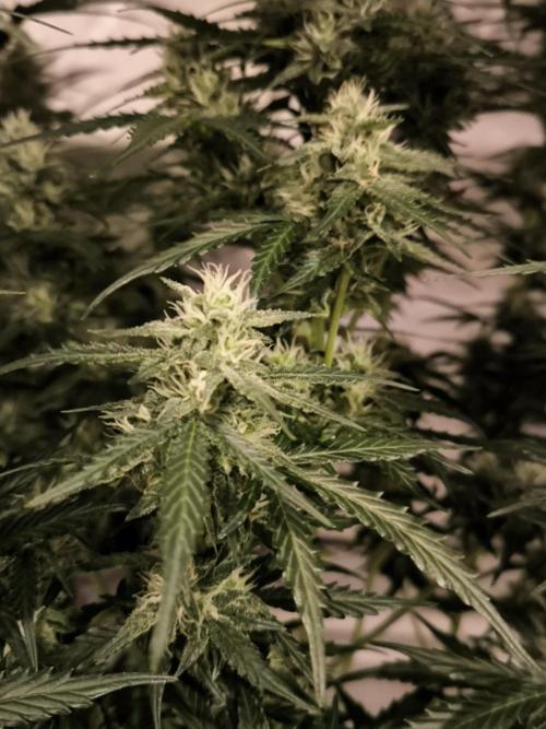 DognabisCup #18 .A. Week 10