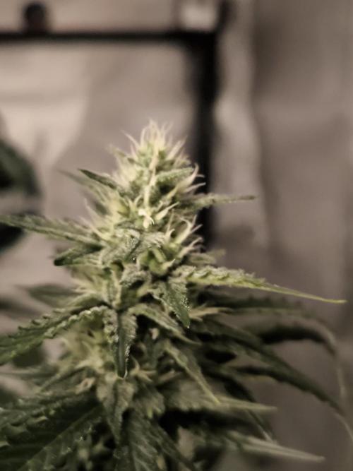 DognabisCup #18 .A. Week 10