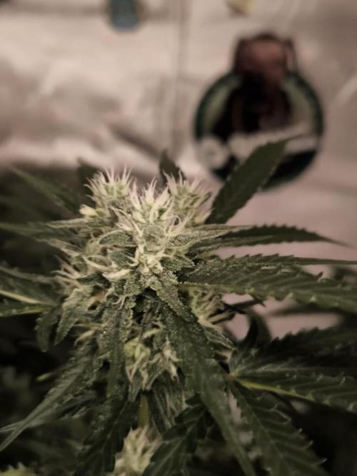 DognabisCup #18 .A. Week 10