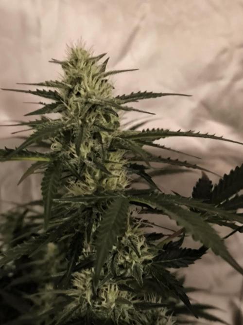 DognabisCup #18 .A. Week 10