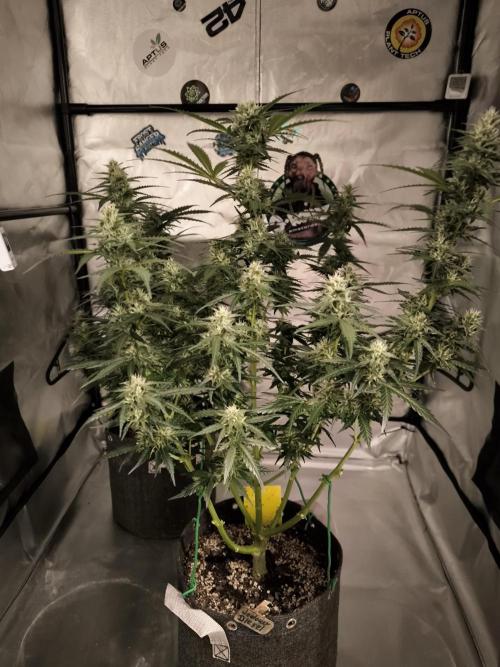 DognabisCup #18 .A. Week 10