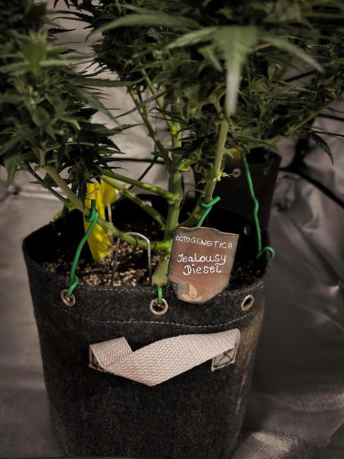 DognabisCup #18 .A. Week 10