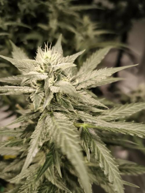 DognabisCup #18 .A. Week 10