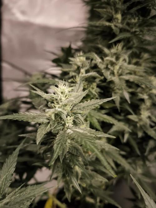 DognabisCup #18 .A. Week 10