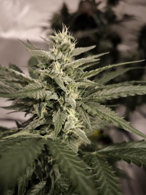 DognabisCup #18 .A. Week 10