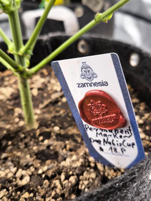 DOGNABISCUP #18 .P. Week 10