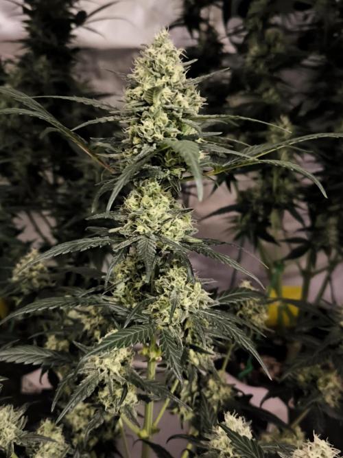 DOGNABISCUP #18 .P. Week 10