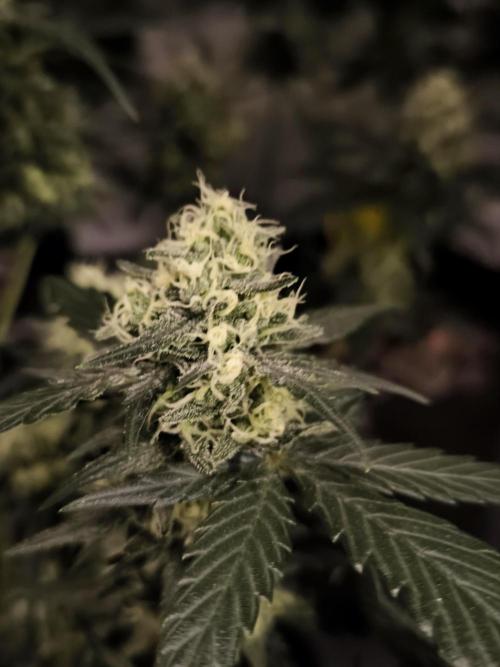 DOGNABISCUP #18 .P. Week 10