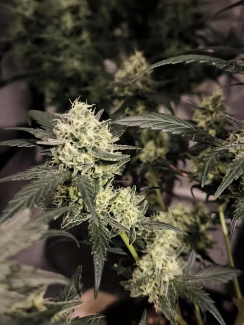 DOGNABISCUP #18 .P. Week 10