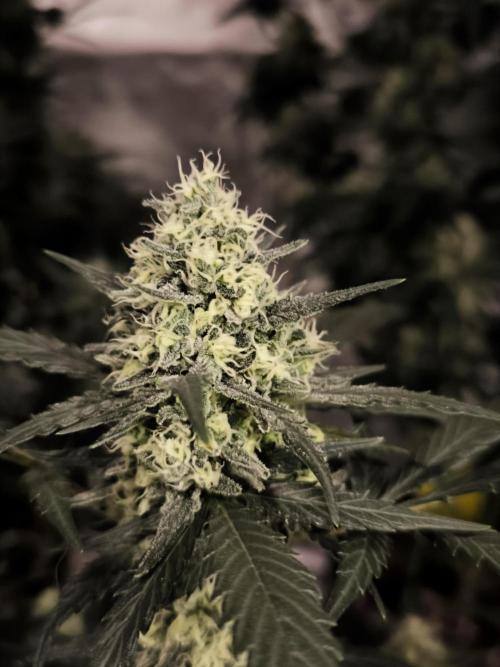 DOGNABISCUP #18 .P. Week 10